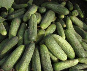 Sima héjú konzervuborka