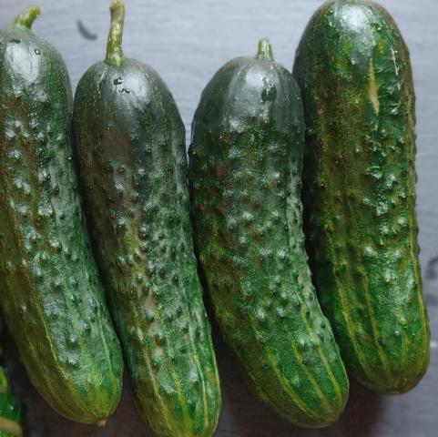 Szemölcsös konzervuborka